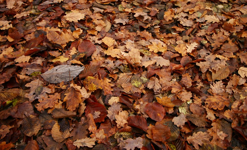 Feuilles