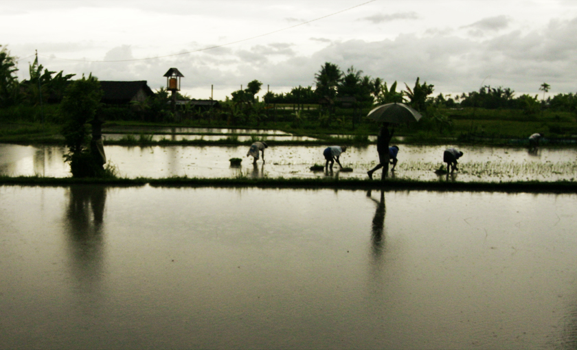 Parapluie