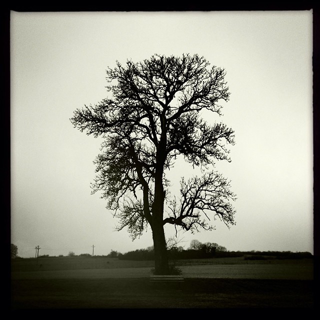 Arbre